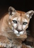 NolaTheCougar.jpg