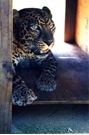 SpottyTheLeopard.jpg